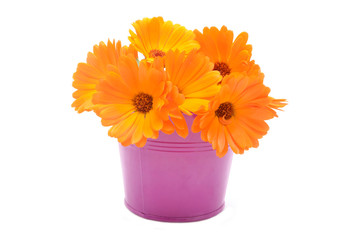 Calendula
