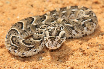 Night Adder - Snake Background - Ready to Strike and Fight