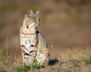 Naklejka na ściany i meble Northern California bobcat in a field of dry brown grass.