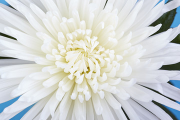White chrysanthemum on a blue background