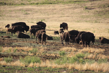 bisons