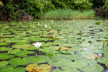 White Lotus waterlily