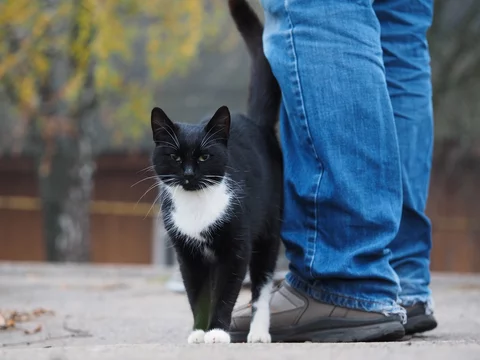 Черная кошка трется о ноги человека на улице. Кошка бездомная, она ищет дом  и нового хозяина. Stock Photo | Adobe Stock