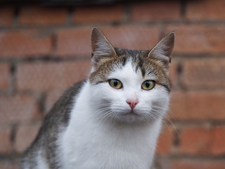 Портрет белой кошки крупно. Кошка уличная, бездомная с удивительно красивыми глазами. Белая, гладкошерстная