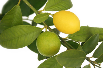 limoni gialli e verdi su pianta su sfondo bianco