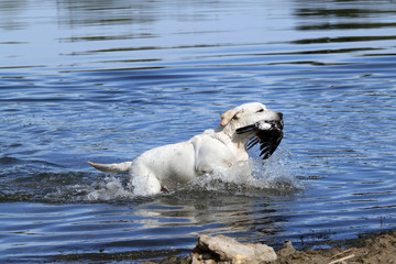 a nice yellow hunting labrador retrieving