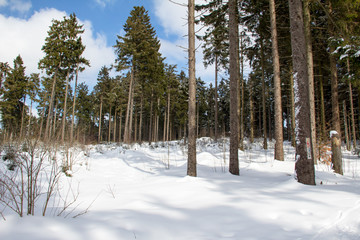 Fototapeta premium Landscape / Winter in the woods