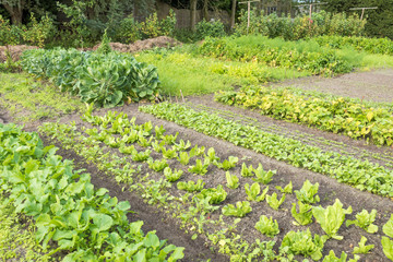 Vegetable garden.