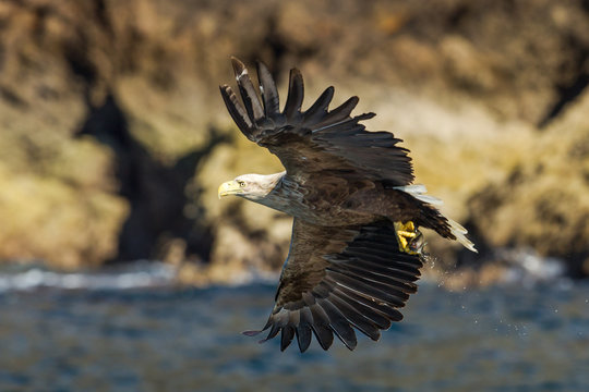 White-tails sea eagle