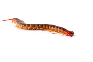 Centipede