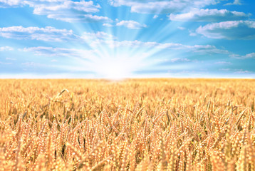 Wheat field with the sun