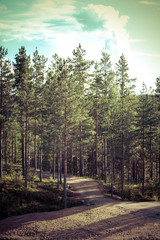 Vintage toned image of forest with road in Finland, Europe