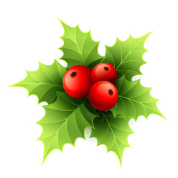Vector Christmas holly with berries. Vector illustration