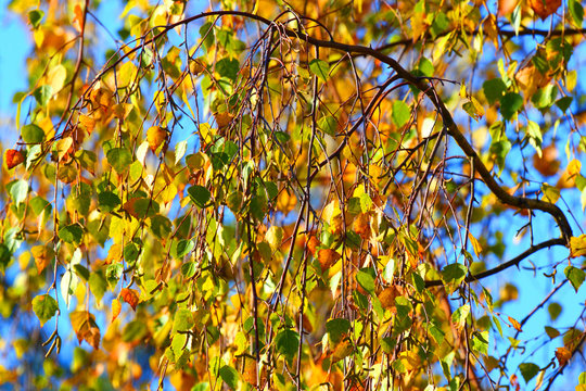 Background of autumn leaves of a birch.