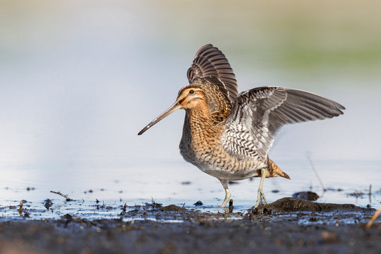 Common Snipe flappingf wings
