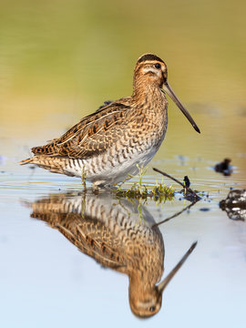Common Snipe reflection