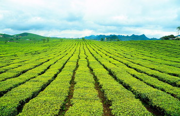 Moc Chau tea hill, Moc Chau village, Son La province, Vietnam