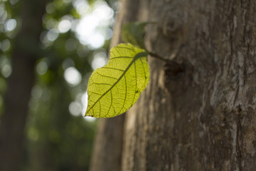 The leaf on tree.