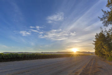 Sunrise in the vineyard