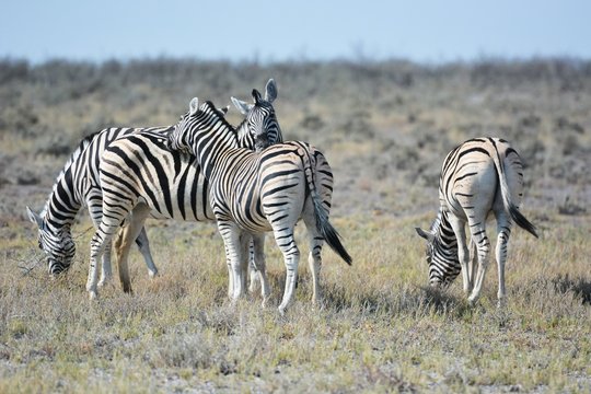 Steppenzebras (Equus Quagga) im Etosha Nationalpark
