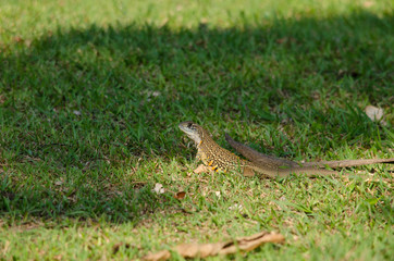 Leiolepis is waiting prey in the garden