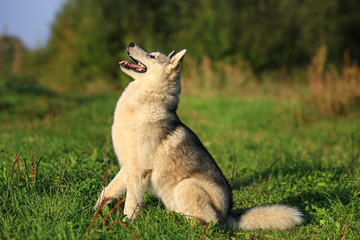 An adult dog of the breed Malamute. Sits. side view