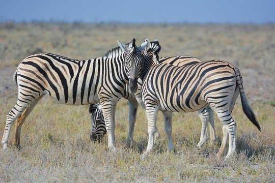Steppenzebras (Equus Quagga) im Etosha Nationalpark