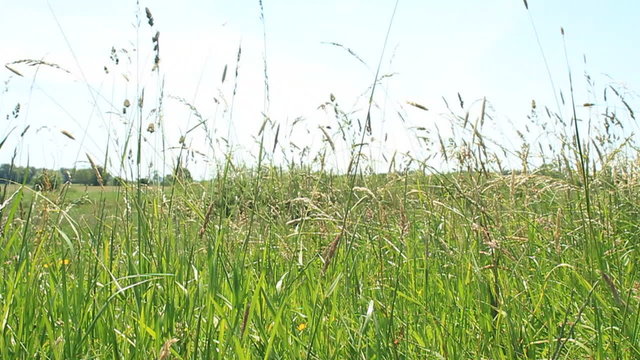 Grass field in summer. Camera sliding through the field