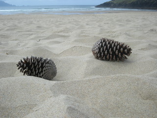 piñas