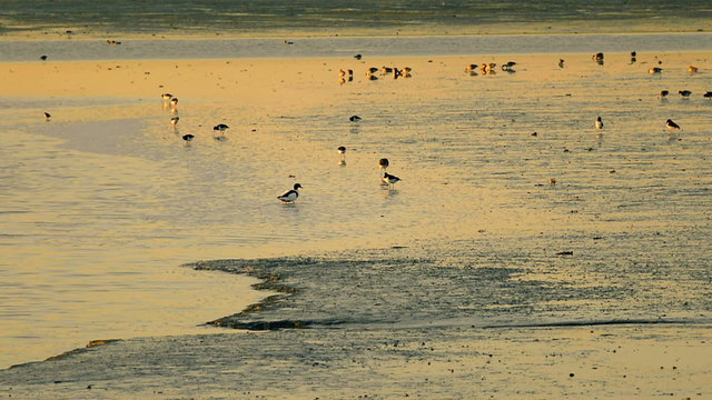 Group of sea birs looking for food on sand flats during low tide in a sunset.