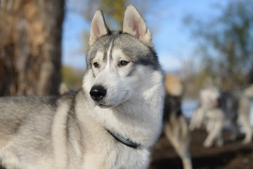 Husky dog in the woods