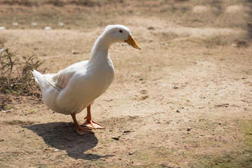 white duck in farm