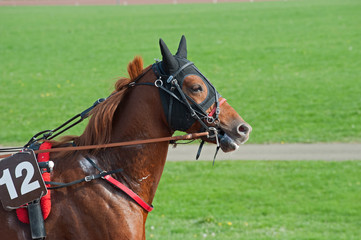 cheval de course © compagnie-17
