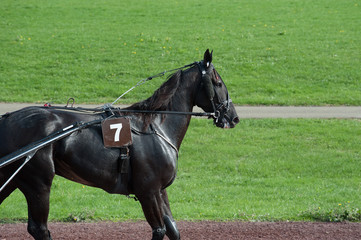 cheval  de course © compagnie-17