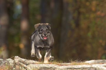 Swedish Elkhound puppy running in the forest © Juha Saastamoinen