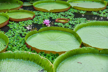 Water Lily in Mekong Delta