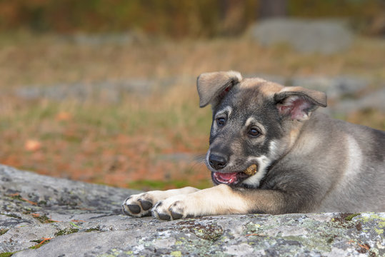 Swedish Elkhound puppy chewing pine cone