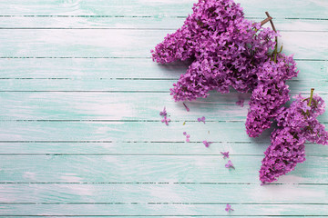 Background  with  lilac flowers