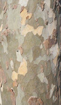 Corteccia albero di platano