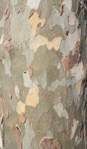 Corteccia albero di platano