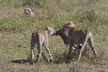 Portrait of wild cheetah hunting a hare
