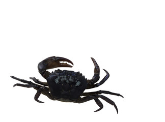 field crab , creature types of freshwater crabs are usually in the rice fields.