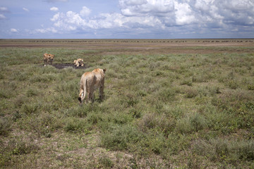 Wild african lioness in savanna with clouds