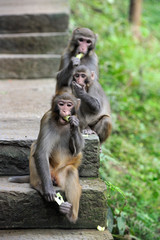 Monkey family
