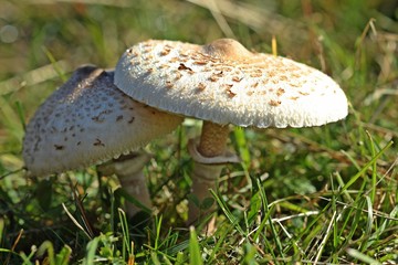 Zwei Riesenschirmlinge am Dörnberg mit Morgentau