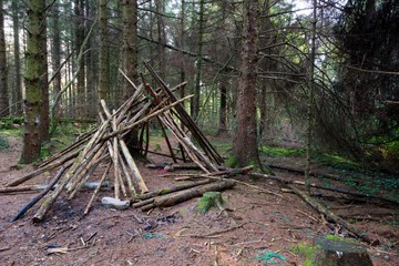 The Forest Shelter