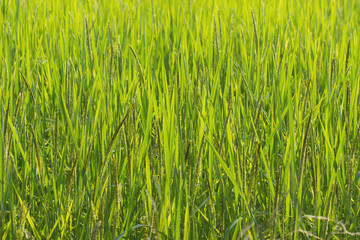 Rice on fields