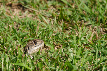 Leiolepis is waiting prey in the garden