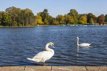 Swans in Hyde Park