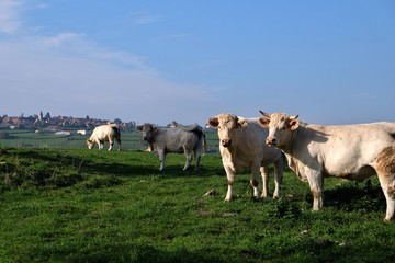 Vaches Charolaises.